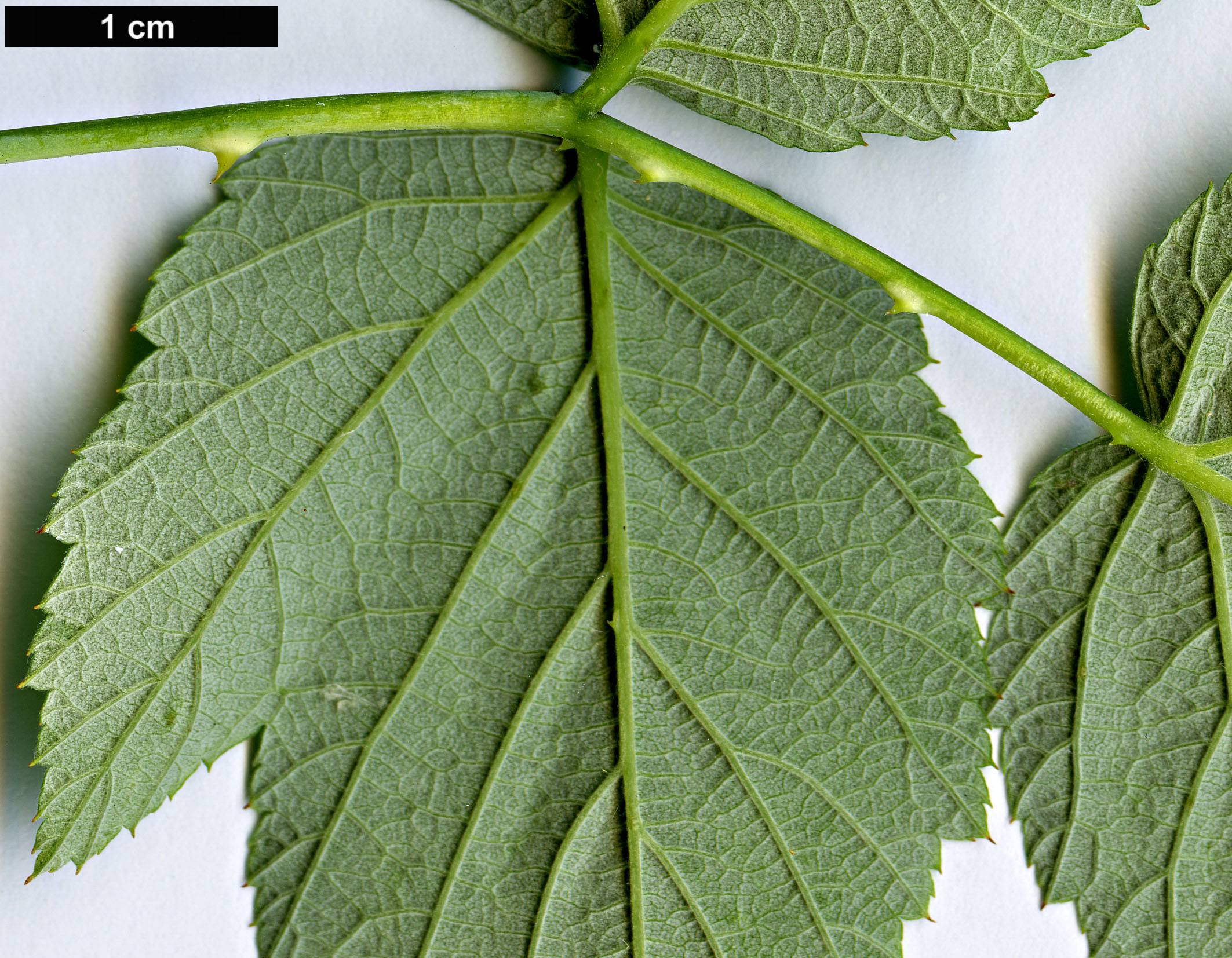 High resolution image: Family: Rosaceae - Genus: Rubus - Taxon: occidentalis - SpeciesSub: ’Black Jewel’